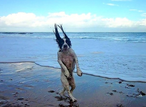 dog_walk_on_beach